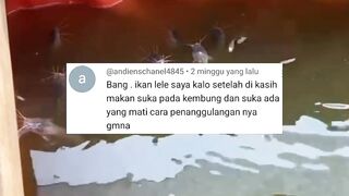 Begini JADINYA jika ngasih makan lele KEBABLASAN pelet tidak DIBIBIS