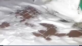 kendala hewan liar saat musim dingin