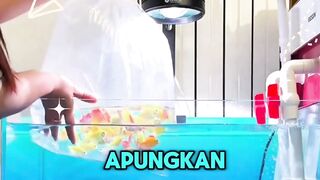 Begini Cara Bikin Ikan Baru Nggak Stres Saat Masuk Akuarium ????