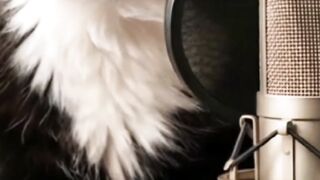 If I jump in, I’ll finally catch the milk