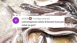 Lele BONGSORAN calon induk lele SUPER