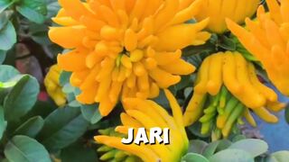 Buah ini mirip jari tangan