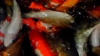 DAILY VIBES ???? #daily #vibes #lofimood #deepquotes #quote #lifelessons #story 2