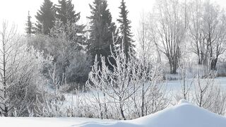 Winter solstice - a snowy forrest view | Trending HD Video