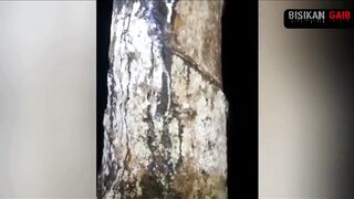 penampakan di kebun karet