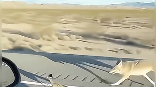 Roadrunner beep beep