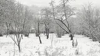 Winter solstice - serene snowy orchard in black and white | Trending HD Video