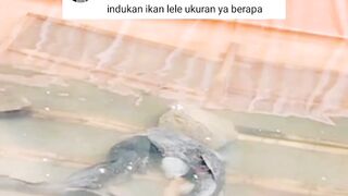 Kolam UKURAN ini yang PAS untuk PEMIJAHAN lele