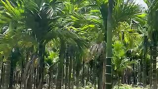 The beautiful and comfortable atmosphere in the garden