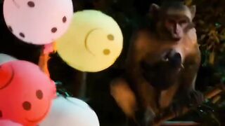 Monkey attack on humans