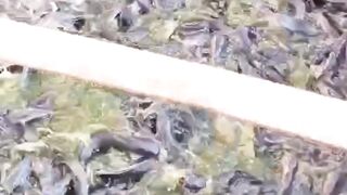 Obat lele AMPUH harga MURAH tapi tidak MURAHAN