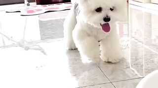 She’s living her best life! #happytime #doglovers #tournament #tennisball