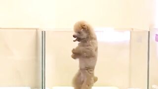 I could never get tired of my dog’s antics 2