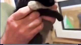 2 kucing yg tidak mau dipisahkan