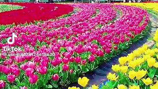 The flowers of beautiful 5