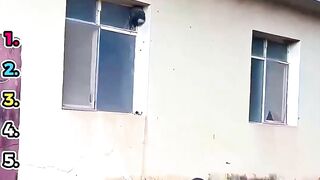 Ranking Funniest Wasp Nest Removals