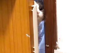 Funny Cats #cute #funny #pets