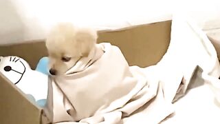 There's nothing better in this world than a cute, innocent, sleeping pup