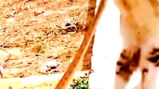 Insane Cat Quick Reflex #catlovers #insane #quick #reflex