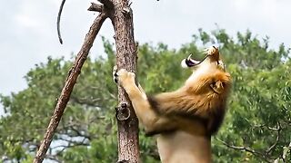 Monkey and Lion Funny Video