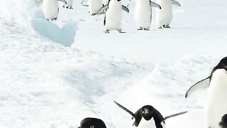 Penguin beautiful Video
