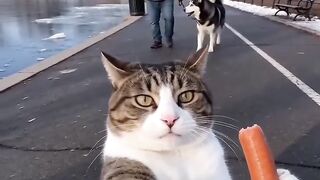 A man is walking his dog on a leash. Suddenly, a cat appears.