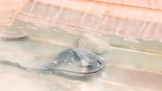 RESIKO pemijahan lele dikolam KECIL dengan jumlah SEDIKIT