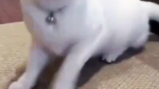 Gak tahan liat jogetnya - Tigerasia88