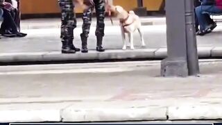 senangnya sang anjing