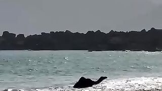 A camel's reaction when it sees the Arabian Sea for the first time