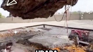 Di India, ada fenomena unik yang bikin banyak orang terkejut — pohon yang terlihat seperti MELAYANG di udara! ????✨