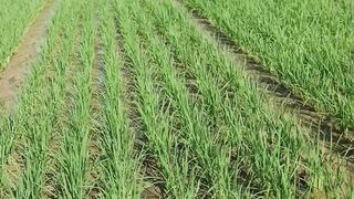 Tersesat di persawahan