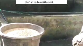 Saran untuk PEMULA agar lancar BUDIDAYA Sampai PANEN