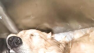 Some dogs run from baths, these ones run into them #doglovers #funnyreels #takingbath #animals