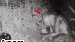 mystery jinni  in the back yard