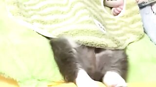 There's nothing better in this world than a cute, innocent, sleeping pup 2