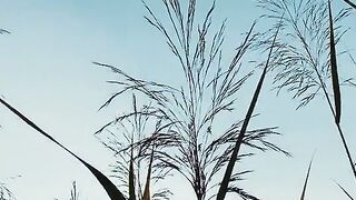 Most Relaxing Nature 4K - Beautiful Scenery 2026 ????"