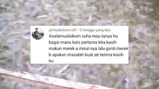 Jangan ganti MEREK pakan PELET kalau belum melakukan hal ini