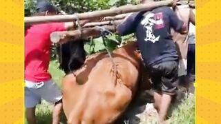 niatnya bawa sapi mau dipriksain ke dokter hewan tapi endingnya malah priksa semua ????