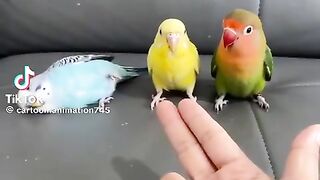 So Cute Parrot 2