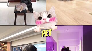 Pet Trend