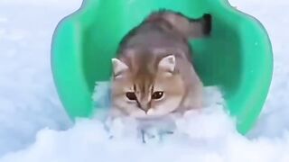 Cat playing snow with dog