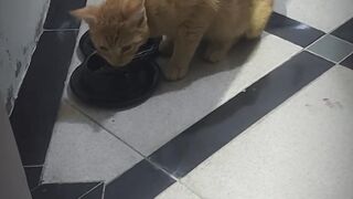 Cat the eaten #like #view