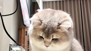 Cat play waters wastafel