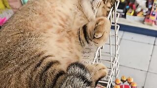 Cat sleep in the market