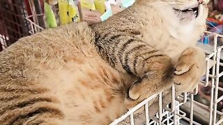 Cat sleep in the market inside
