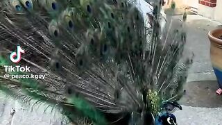 Peacock Dance 4