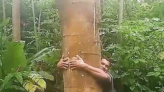 Pé de mamão gigantesco no amazonas