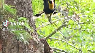 Beautiful Real Birds and Animals