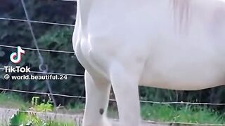 Beautiful White Dancing